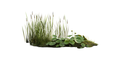 Tall grass and water lilies isolated on transparent background