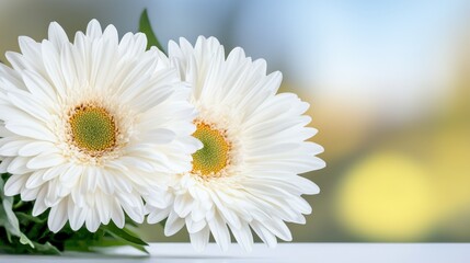 Obraz premium Two white daisies sitting on top of a white table