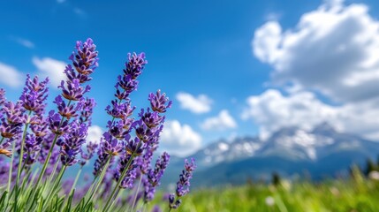 Obraz premium A field of lavender flowers with mountains in the background