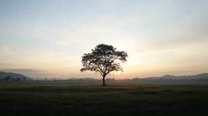Solitary tree silhouetted against sunrise over misty field.