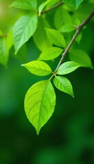 Large green leaves sprawled out on a sturdy branch, green branches, green stems, plant life