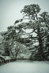snow covered trees and bushes