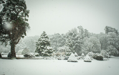snowy trees and bushes in garden 