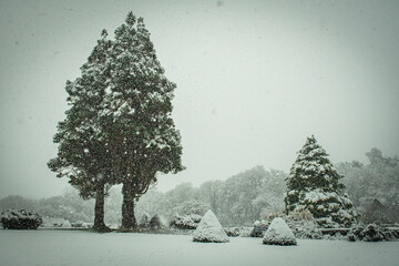 snowy trees and bushes in garden 