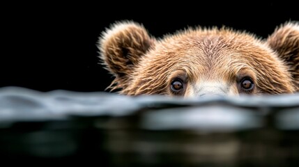 Fototapeta premium a brown bear peeking over the edge of a body of water, its fur a deep, rich brown color Its eyes are wide and alert, and its ears are perked up, giving it an inqui