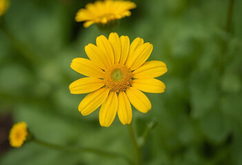 Obraz premium Yellow daisy flower in the garden
