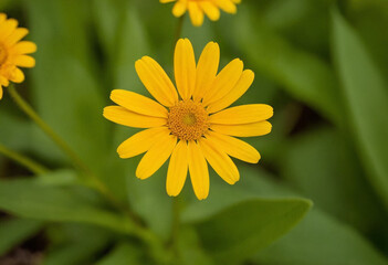 Obraz premium Yellow daisy flower in the garden