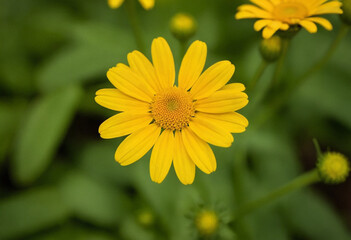 Obraz premium Yellow daisy flower in the garden
