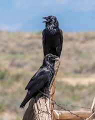 Pair of Common Ravens