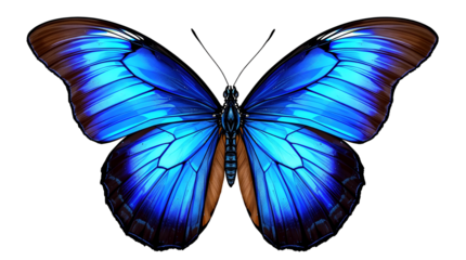 Morpho Butterfly with Iridescent Blue Wings and Underside Details