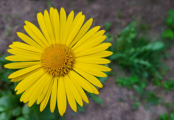 Yellow doronicum flower. A single yellow daisy in a flower bed. Place for the text