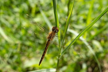 Pantala flavescens, globe skimmer wanderer dragonfly on plant