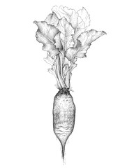 Badger flame beetroot, vegetable with leafy tops. Hand-drawn sketch, vector illustration on a white isolated background.
