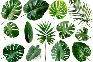Fototapeta premium Set of monstera leaves isolated on white background. Flat lay, top view.