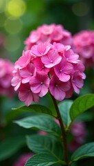 Large pink hydrangea flowers blooming in a garden, plant, botanical