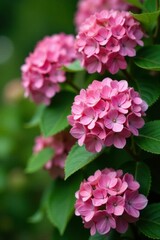 Large pink hydrangea flowers on oakleaf shrub, oakleaf, , flowering shrubs