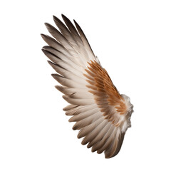 Fototapeta premium Beautifully Crafted Feather Wing Isolated on Transparent Background.
