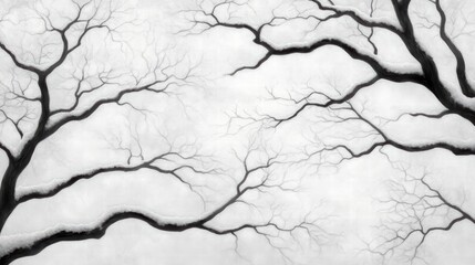 Obraz premium Winter Tree Branches Against Soft White Background in Monochrome