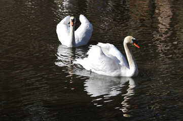 Two white wild swans( Cygnus olor) swimming on the lake.