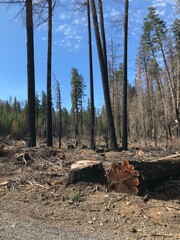 Forest Fire Scarred land #4