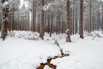 Karkonosze National Park in winter, Poland