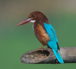 Ranthambore national park is a tiger reserve in Rajasthan famous for tiger and birds