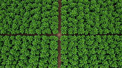 Aerial view of a cultivated field