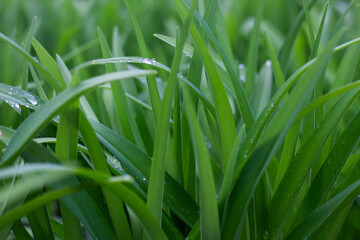 green grass with dew drops