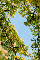 leaves against the blue sky