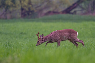 Sarna europejska, Roe deer (Capreolus capreolus)   © Michal Przystas