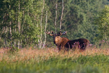 Łoś, moose, elk (Alces alces)   © Michal Przystas