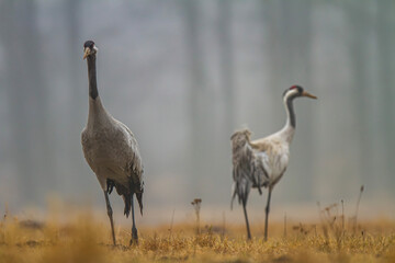 Żuraw, żuraw popielaty, żuraw szary, crane, Grus grus  © Michal Przystas