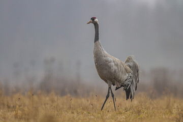 Żuraw, żuraw popielaty, żuraw szary, crane, Grus grus	
