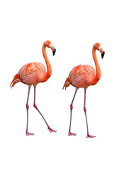 Tropical pink flamingo bird isolated on white background