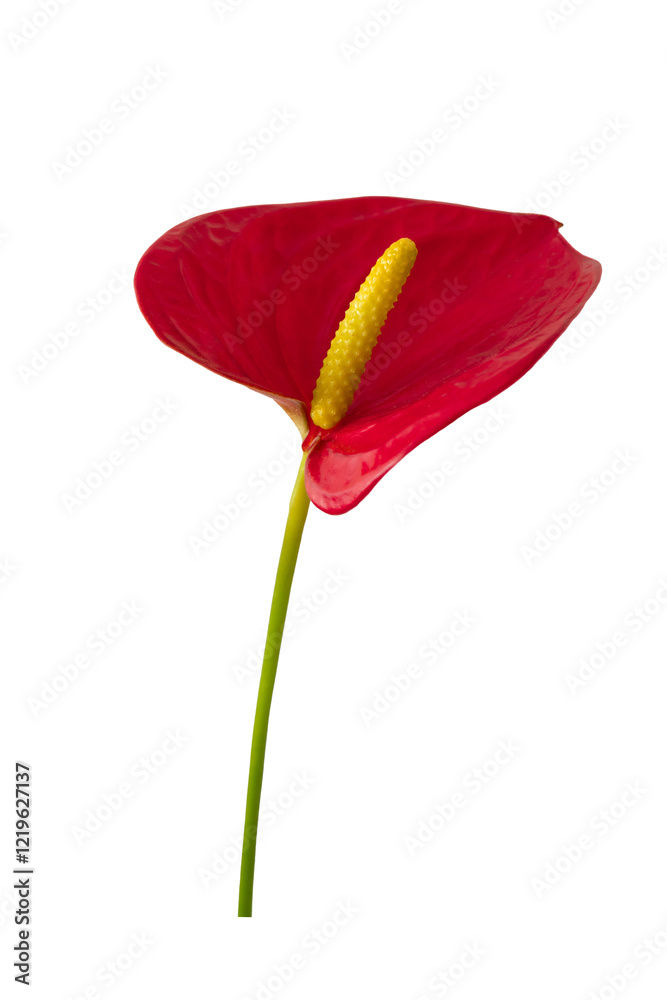 Wall mural Elegant Red Anthurium Flower Isolated Against Transparent Background