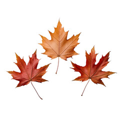 Trio of Autumn Maple Leaves in Vibrant Colors Isolated on Transparent Background.