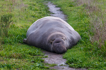 Large Bull Elephant Seal blocking the trail to the Piedras Blancas State Marine Reserve beach
