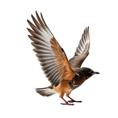 Fototapeta premium Wildlife Bird in Flight with Graceful Wing Span Isolated on Transparent Background.
