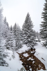 Karkonosze National Park in winter, Poland