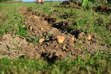 Mini tractor till potatoes field in autumn in rural area. Small tractor harvesting potatoes in countryside in sunny day. Potatoes in garden bed ready for harvesting.
