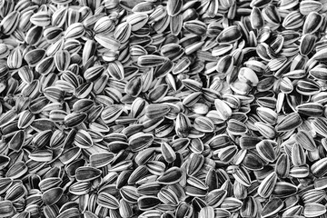 Many organic sunflower seeds with shells as background top view