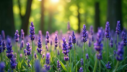 Obraz premium lavender flowers blooming in the breeze of a forest, trees, natural