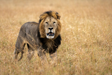 Solo Male lion in the savannah