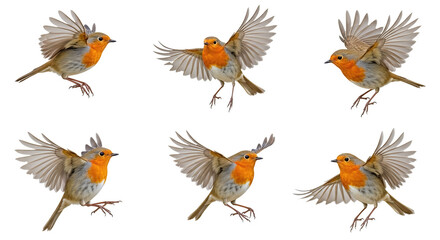 Obraz premium Collection set of flying European Robin birds isolated on white background,