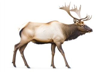 Obraz premium A large elk stands on a white surface