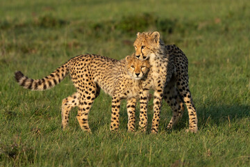 Two cheetah cubs in the grass