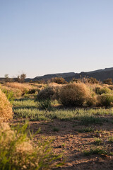 Desert landscape at golden hour