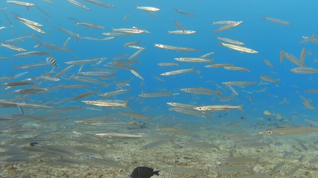 School of yellowtail barracuda in the blue sea. Underwater video