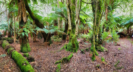 Obraz premium Giant ferns and moss-covered trees in the temperate rainforest of Ervercreech Forest Reserve, Tasmania, Australia 
