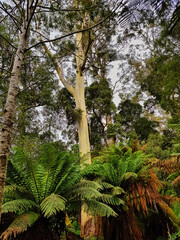 Fototapeta premium Giant white gums, Eucalyptus viminalis, the tallest trees in Australia, in the lush temperate forest of Evercreech Forest Reserve, Tasmania. 